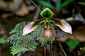 Ladys Slipper Orchid (Paphiopedilum sp) flower, Bach Ma National park, Vietnam