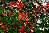 Tonkin Maple (Acer tonkinense) foliage, Vietnam Bach Ma National park, Vietnam