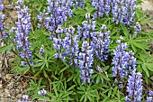 Arctic lupine (Lupinus arcticus) in bloom, Denali National Park, Alaska, USA