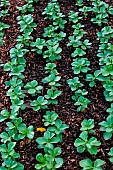 Faba bean (Vicia faba), row of plants, Sarthe France