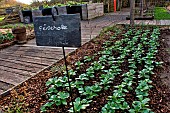 Faba bean (Vicia faba), row of plants, Sarthe France