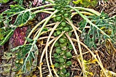 Brussels sprouts (Brassica oleracea gemmifera), on plant, Sarthe, France