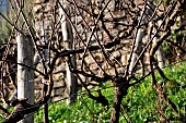 Vine before pruning, Sarthe, France