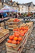 Potimarron sale in the Plantagenet town, Le Vieux Mans, Sarthe, France