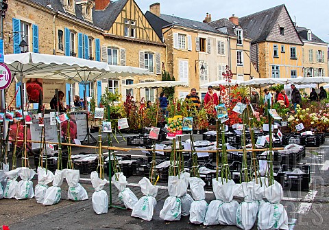 Sale_of_roses_from_Anjou_Cit_Plantagenet_Le_vieux_Mans_Le_Mans_Sarthe_France