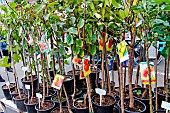 Sale of potted fruit trees, Cité Plantagenet, Le Vieux Mans, Le Mans, Sarthe, France