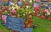 Hydrangea paniculata for sale in Cité Plantagenet, Le Vieux-Mans, Le Mans, Sarthe, France