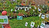 Sale of agriculture biologique certified potted blueberries in the Plantagenet town, Le Vieux-Mans, Le Mans, France