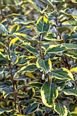 Elaeagnus (Elaeagnus x submacrophylla = Elaeagnus x ebbingei) Viveleg