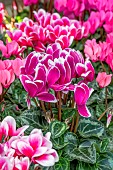 Cyclamen Winfall mix