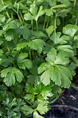 Parsley Italian Giant