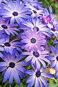 Florists Cineraria (Pericallis × hybrida)