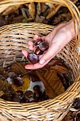 Harvesting chestnuts in a basket in the forest in autumn, Moselle, France