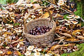 Harvesting chestnuts in a basket in the forest in autumn, Moselle, France