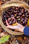 Harvesting chestnuts in a basket in the forest in autumn, Moselle, France