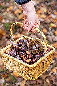 Harvesting chestnuts in a basket in the forest in autumn, Moselle, France