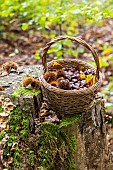Harvesting chestnuts in a basket in the forest in autumn, Moselle, France