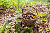 Harvesting chestnuts in a basket in the forest in autumn, Moselle, France