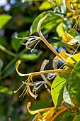 Giant Burmese Honeysuckle (Lonicera hildebrandiana) flowers
