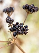 Alexanders (Smyrnium olusatrum) fruits, Bouches-du-Rhône, France