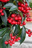 Coral berry (Ardisia crenata) Queen Star