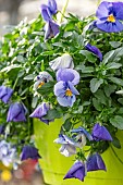 Horned Pansy (Viola cornuta) in a hanging pot