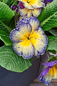 Primrose (Primula sp.) Starflame Antique Shades