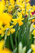 Narcissus Tete a tete