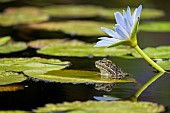 Clicking Stream (river) Frog (Strongylopus grayii) and blue water lily or Cape water lily (Nymphaea nouchali) at Harold Porter Botanical Garden. Bettys (Bettys) Bay. Whale Coast. Overberg. Western Cape. South Africa.