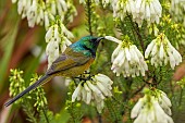 An orange-breasted sunbird (Anthobaphes violacea) feeding on nectar on a Nine-pin heath or rooiklossieheide (Erica mammosa). Bettys (Bettys) Bay. Whale Coast. Overberg. Western Cape. South Africa.