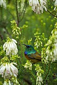 An orange-breasted sunbird (Anthobaphes violacea) feeding on nectar on a Nine-pin heath or rooiklossieheide (Erica mammosa). Bettys (Bettys) Bay. Whale Coast. Overberg. Western Cape. South Africa.