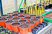 Bell pepper seedling in pot, Arche de la nature, Le Mans, Sarthe, France