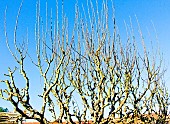 Unpruned pear trees at the end of winter, Sarthe, France
