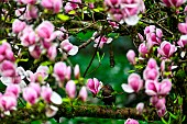 Blackbird (Turdus merula) in a Magnolia tree in bloom, Parc Sainte-Marie, Nancy, Lorraine, France