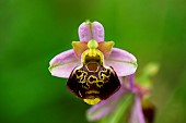 Late Spider orchid (Ophrys fuciflora), orchid in bloom, Lorry-Mardigny, Lorraine, France