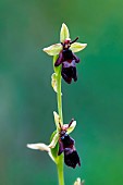 Fly orchid (Ophrys insectifera), orchid in bloom, Lorry-Mardigny, Lorraine, France