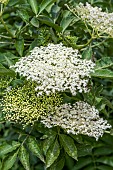 Elder (Sambucus nigra) flower clusters