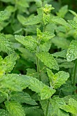 Strawberry mint or Mentha x piperita Strawberry