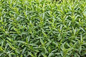 Lemon savory (Satureja montana citridodora)