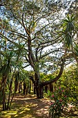 Jardin Botanique de Vauville, Jardin du Voyageur, Manche, Normandy, France