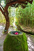 Jardin Botanique de Vauville, Jardin du Voyageur, Manche, Normandy, France