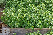 Oregano (Origanum vulgare) in spring