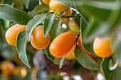 Kumquat (Fortunella margarita)