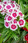 Sweet William (Dianthus barbatus)
