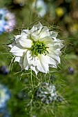 Love-in-a-mist (Nigella damascena) Miss Jekyll White
