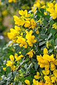 Glaucous scorpion-vetch (Coronilla glauca) blooming, Bouches-du-Rhone, France