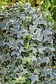 Ivy (Hedera helix) Eva