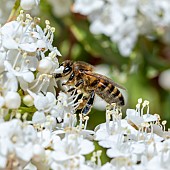 Honey bee (Apis mellifera) floraging on Laurustinus (Viburnum tinus) flowers, Var, France