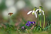 Honey bee (Apis mellifera) going on snowdrops (Galanthus nivalis) Parc naturel régional des Vosges du Nord, France