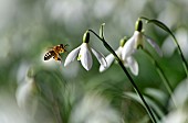 Honey bee (Apis mellifera) going on snowdrops (Galanthus nivalis) Parc naturel régional des Vosges du Nord, France